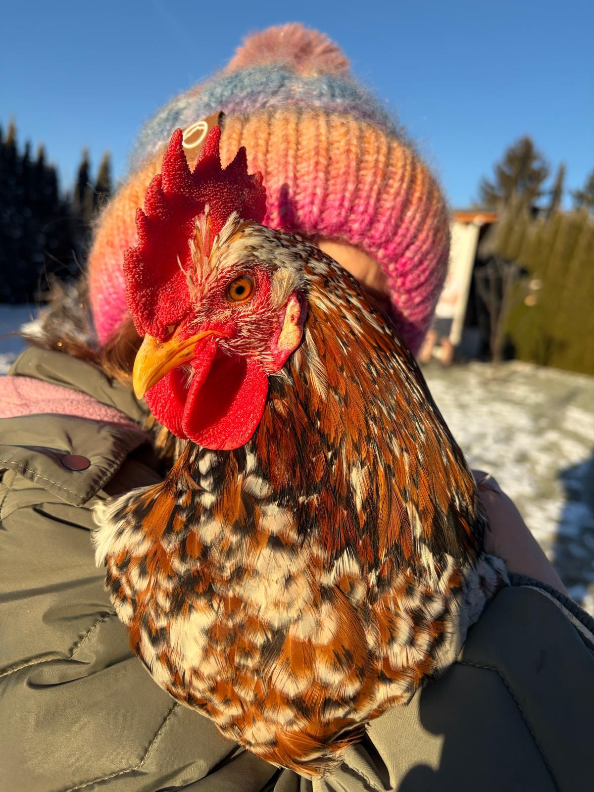 Hahns Rüdiger Hertus – Magdas Hahn sucht ein gutes Zuhause 2