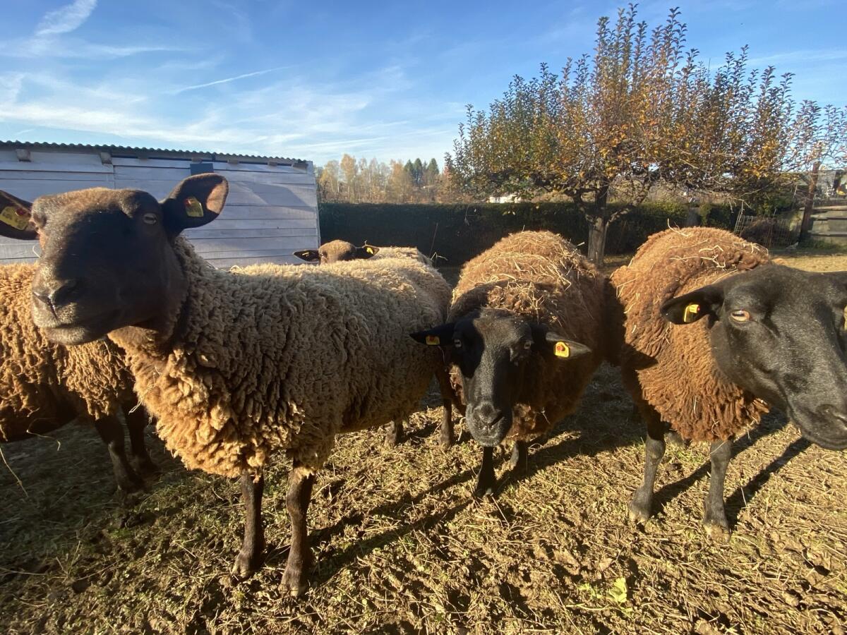 Reinrassige Juraschafe 3