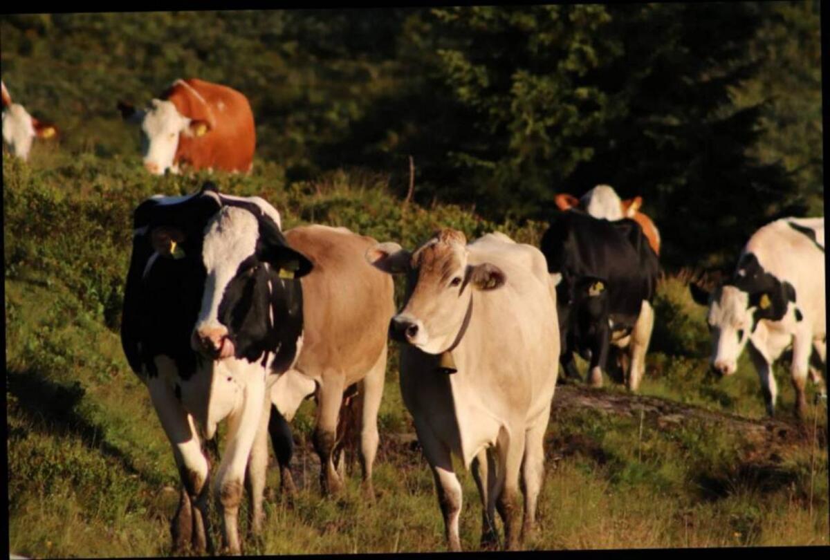 Mithilfe auf der Alm 3