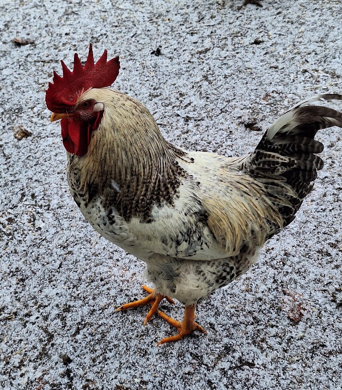 Junghahn aus Naturbrut 2025 2