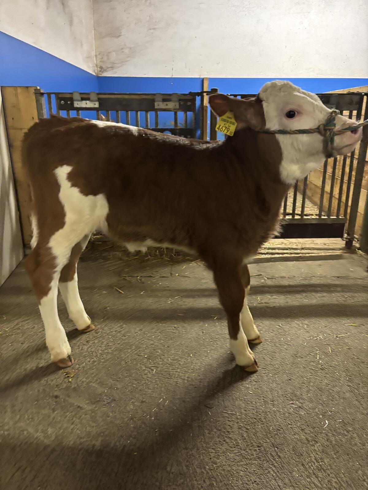 Bio Fleckvieh Zuchtkälber 2