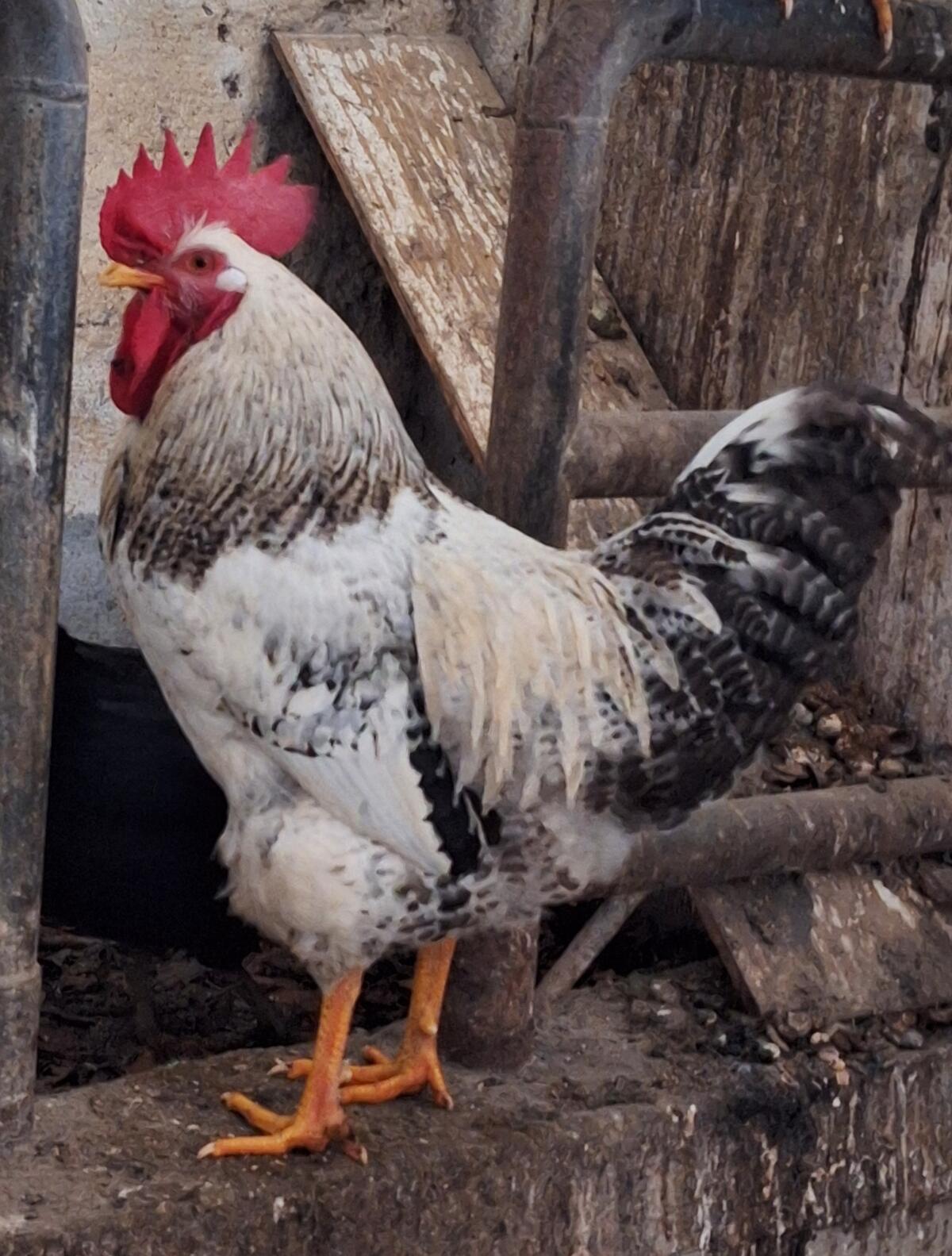 Junghahn aus Naturbrut 2025 3