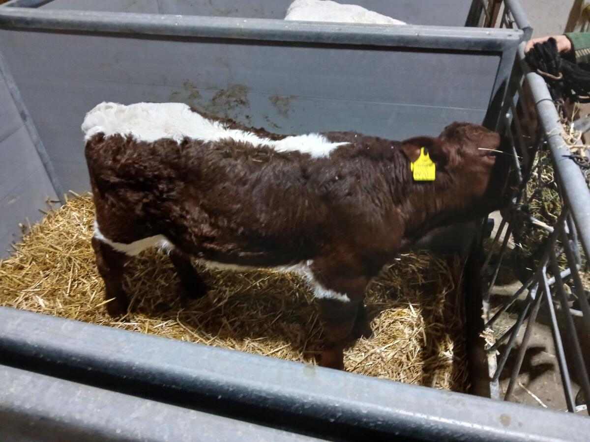 Original Pinzgauer Stierkälber BIO 2