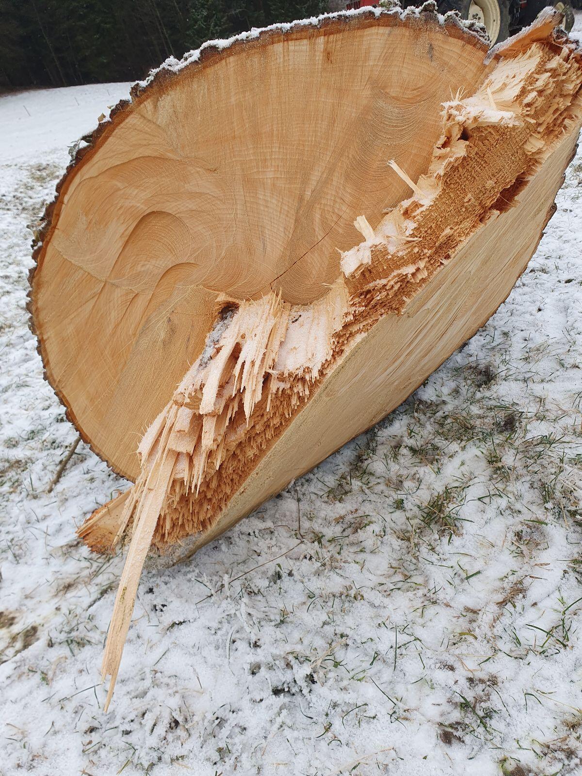 Lindenholz, Lindenstämme 2