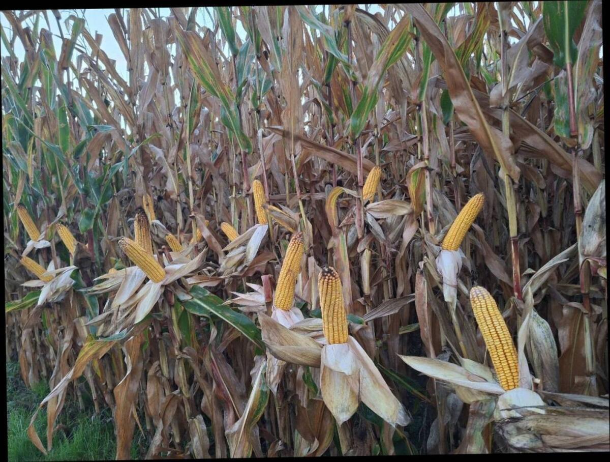 Maisballen, Silo - Mais Rundballen 3