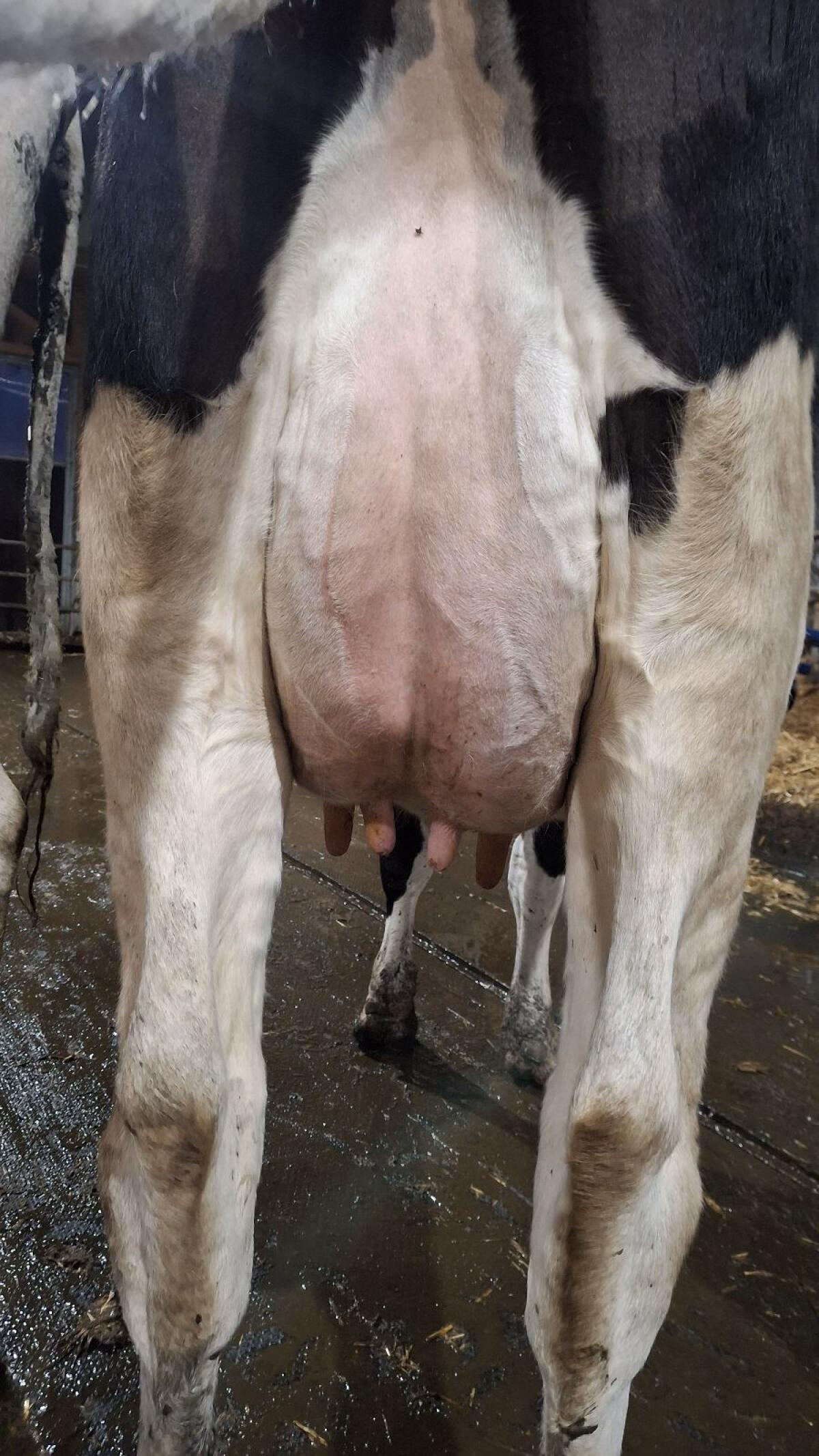 HF Erstlingskuh mit 30 l Tagesgemelk 3