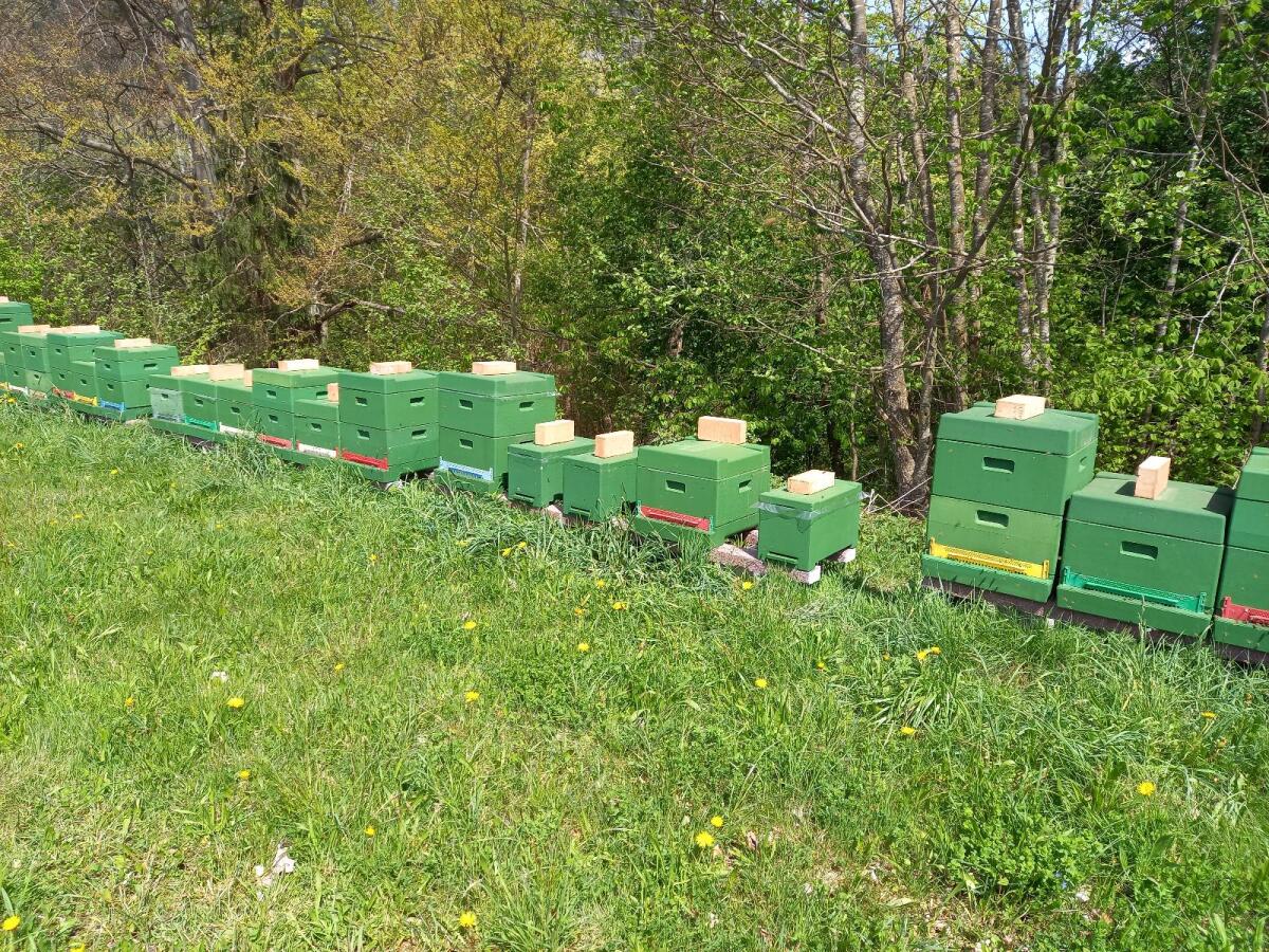 Carnica Bienenvölker 2