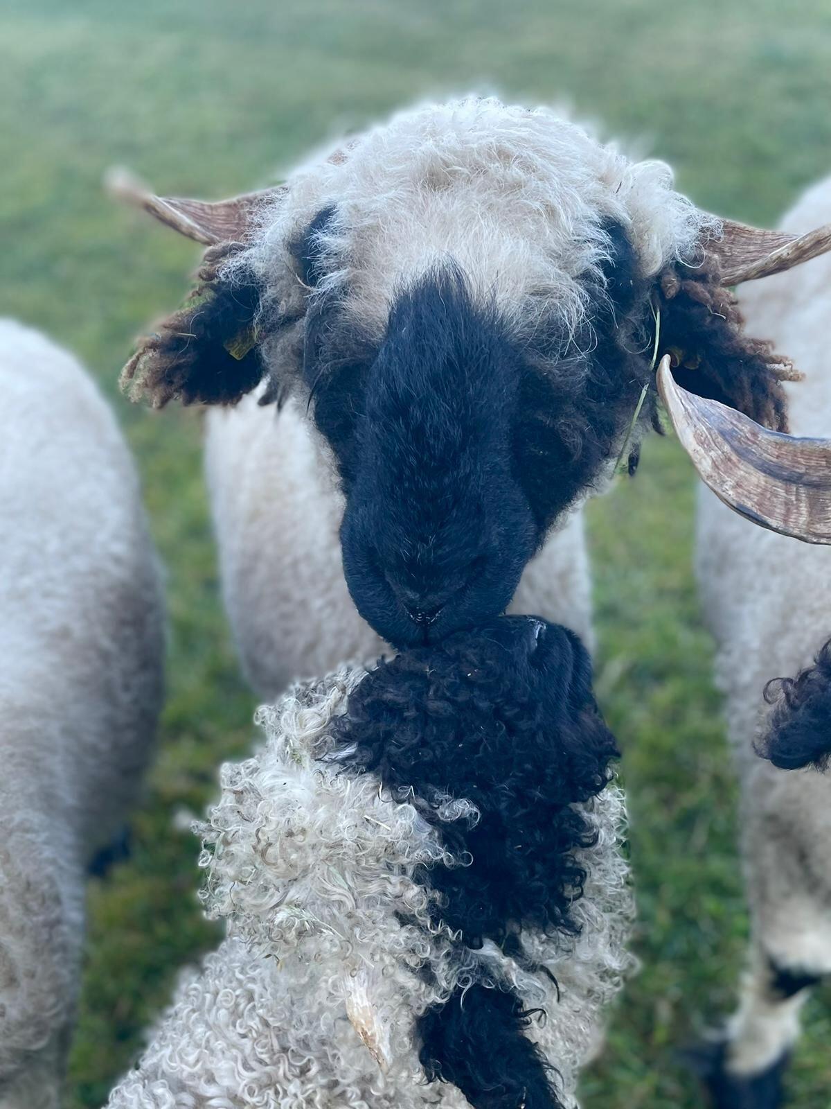 Walliser Schwarznasen Widderlamm 2