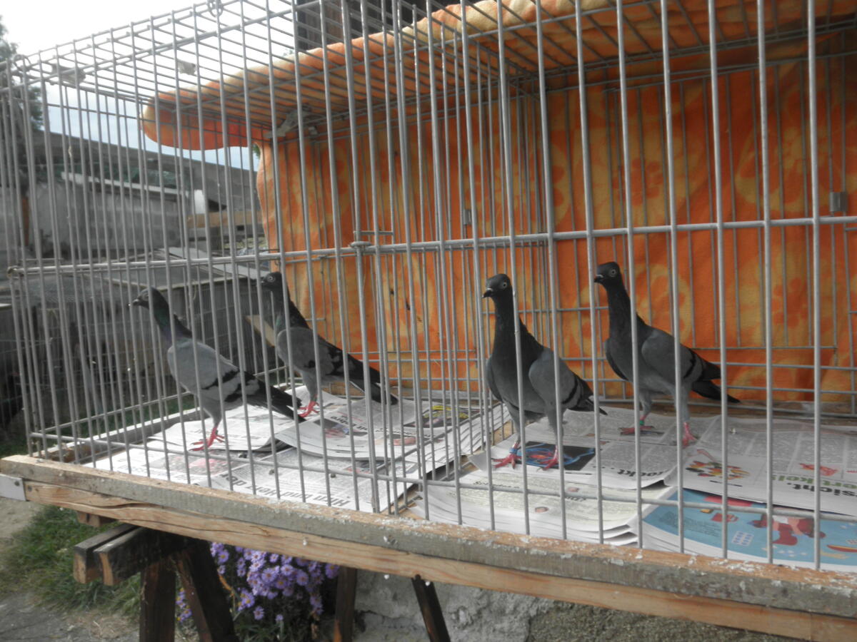 Wiener Tümmlertauben 2