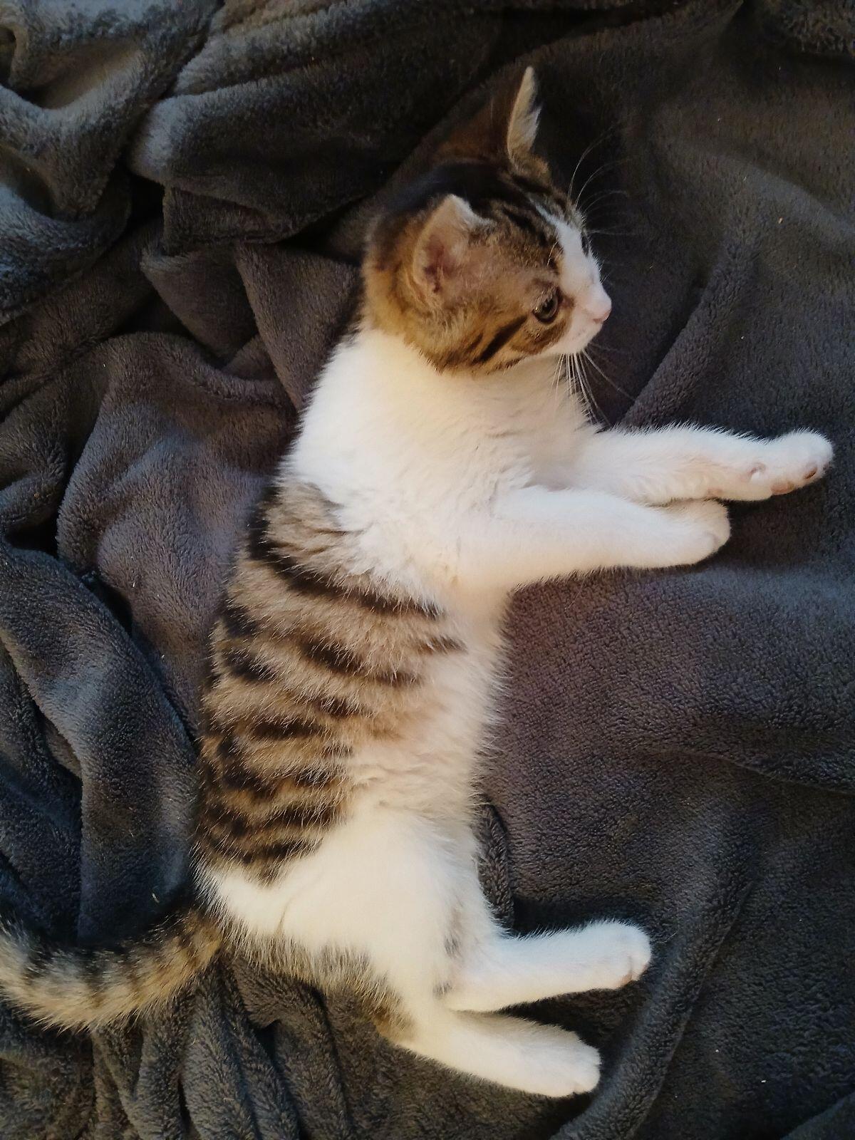 Weibliches Kätzchen 2