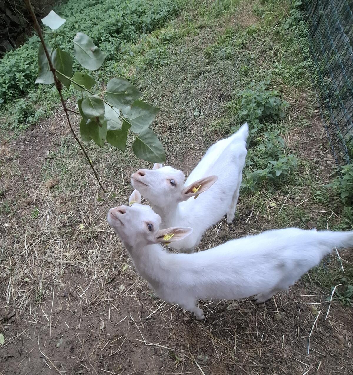 Ziegenböcke zu verkaufen 2