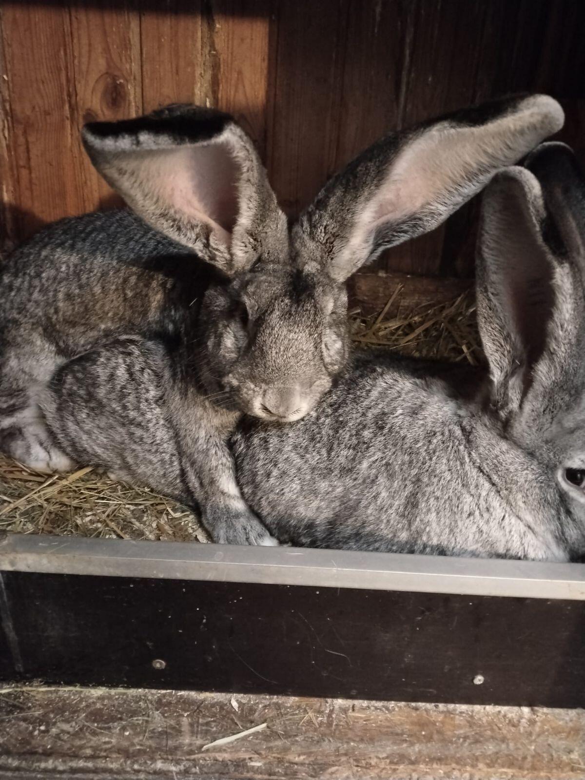 Großer Chin Häsin 3