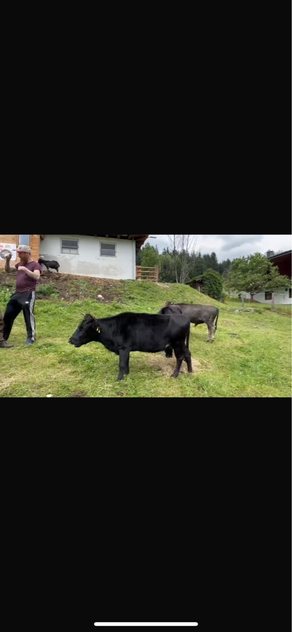 3 Dahomey-Rinder Preis VHB 3