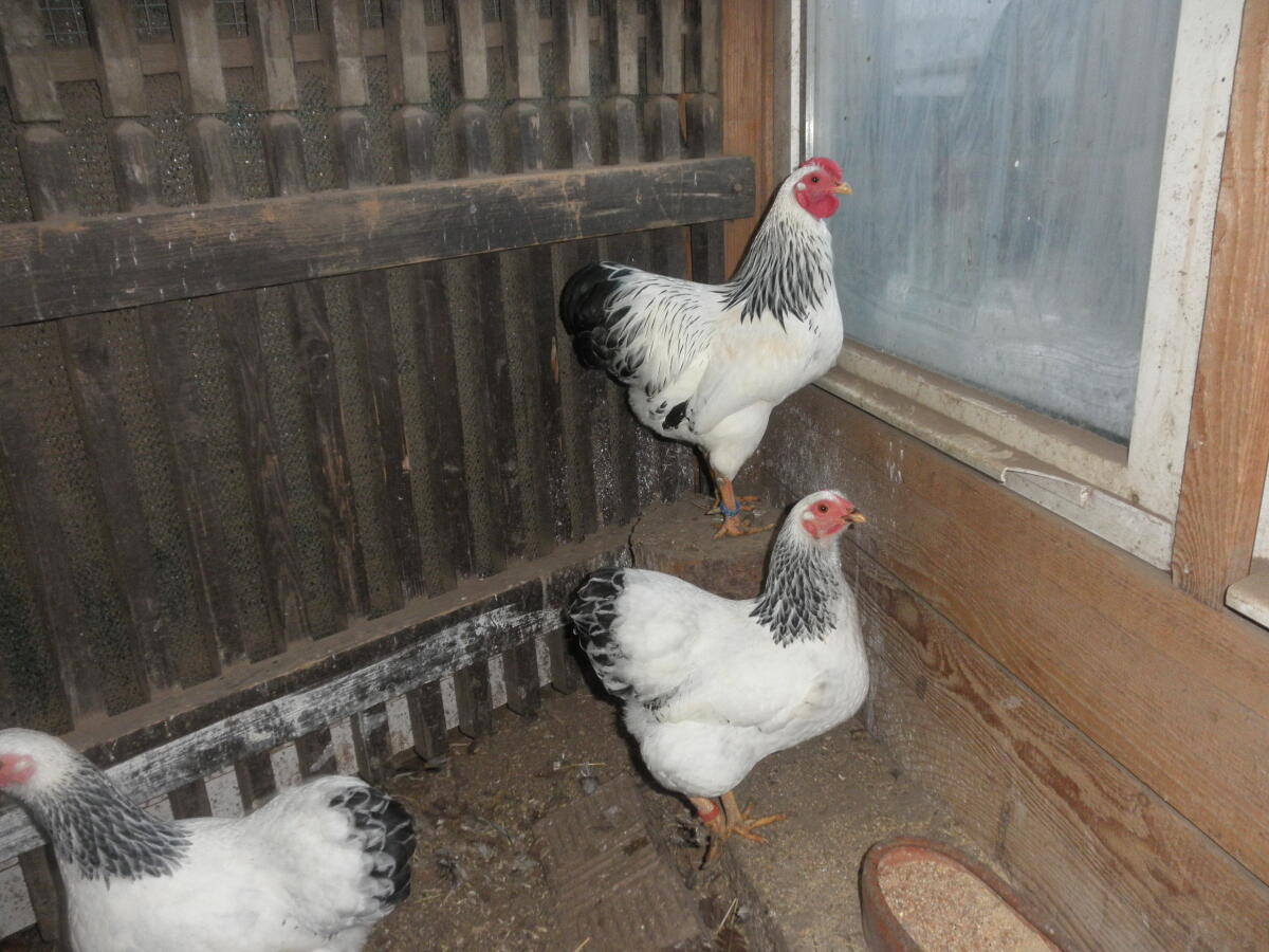 Zwerg-Wyandottenhühner 2