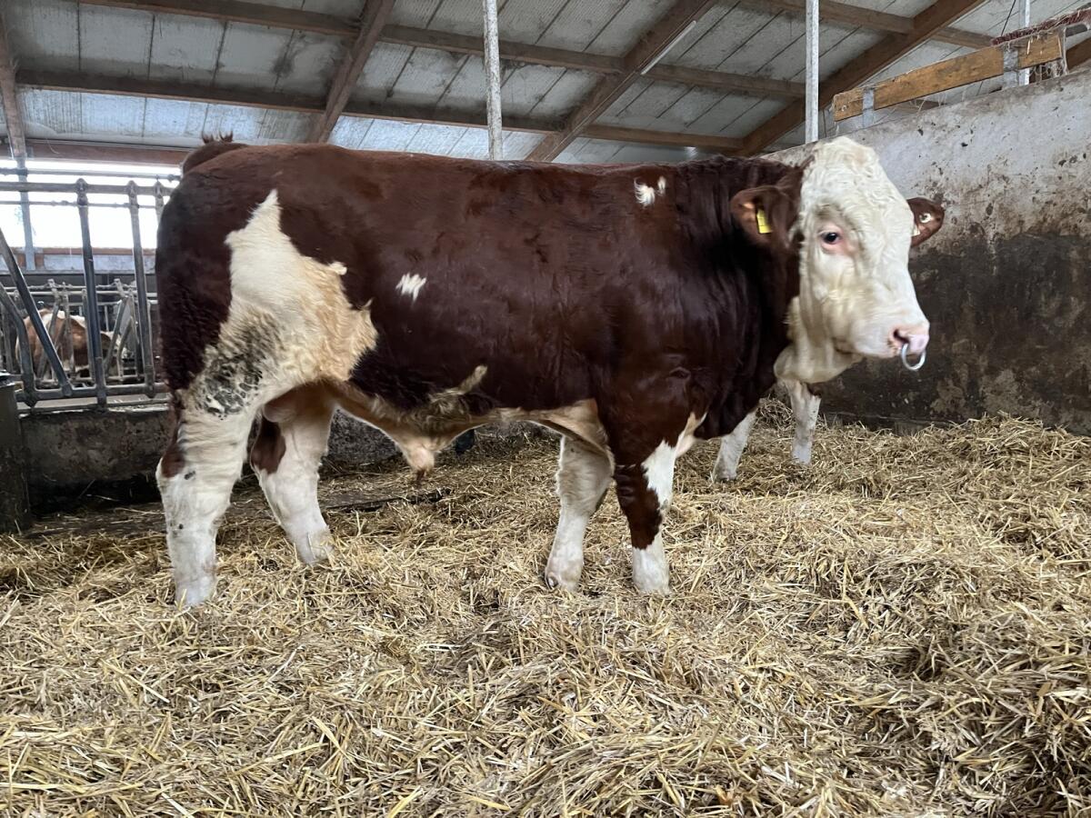 Fleckvieh Deckstier Sprungstier Deckbulle Zuchtbulle 2