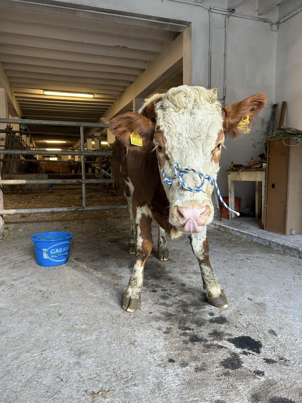 Bio Kalbin trächtig 3