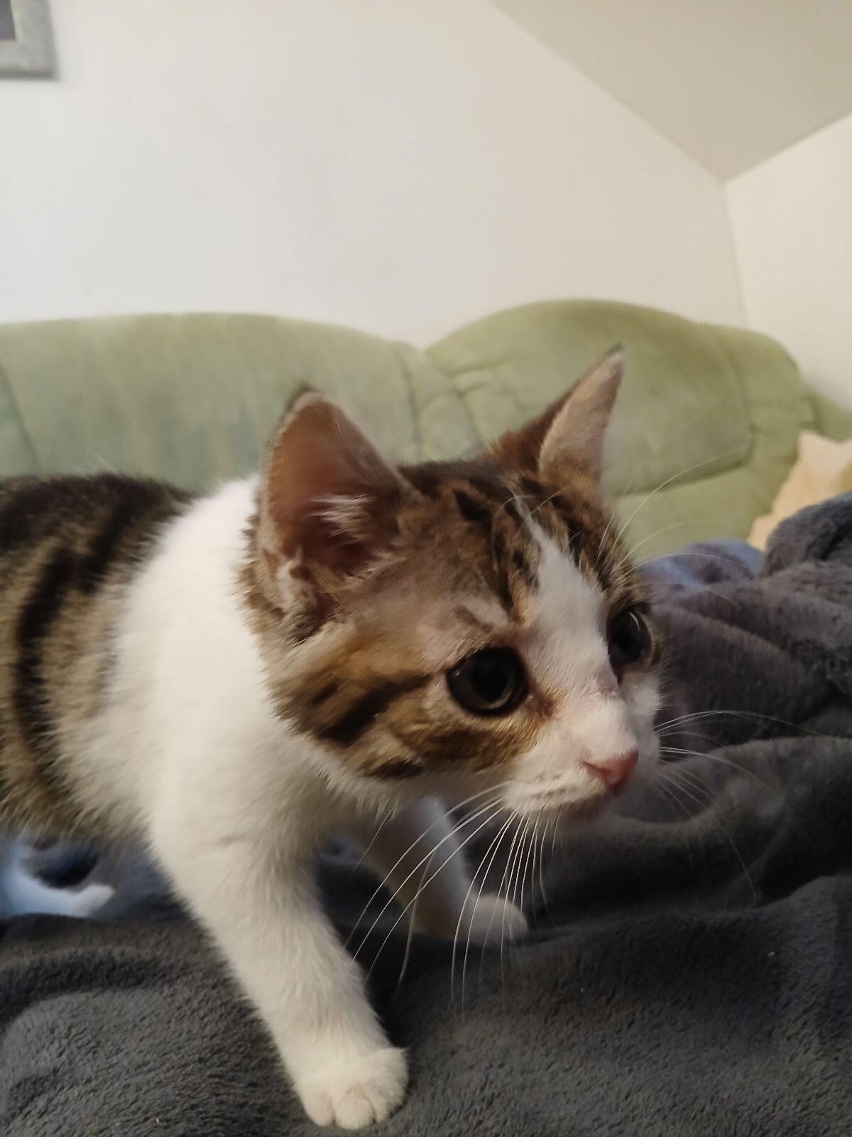 Weibliches Kätzchen 3