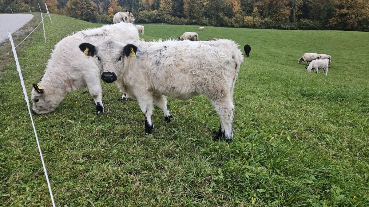 Bio Galloway Kuhkälber 2