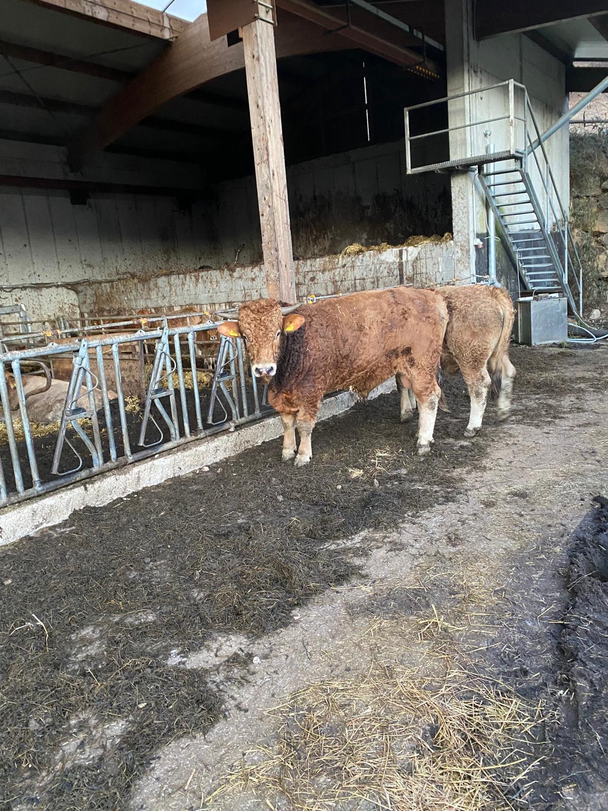 Murbodner BIO-Jungstiere 2