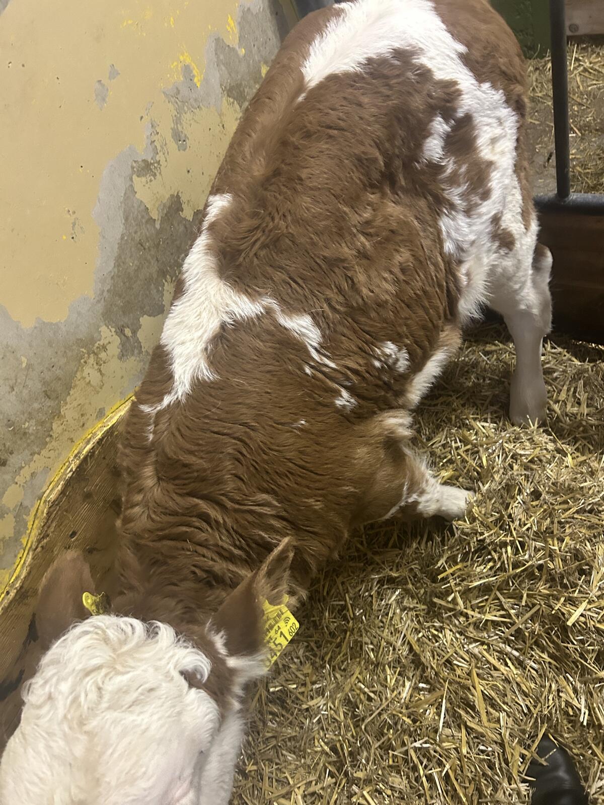 Verkaufe FL Kuhkalb 2