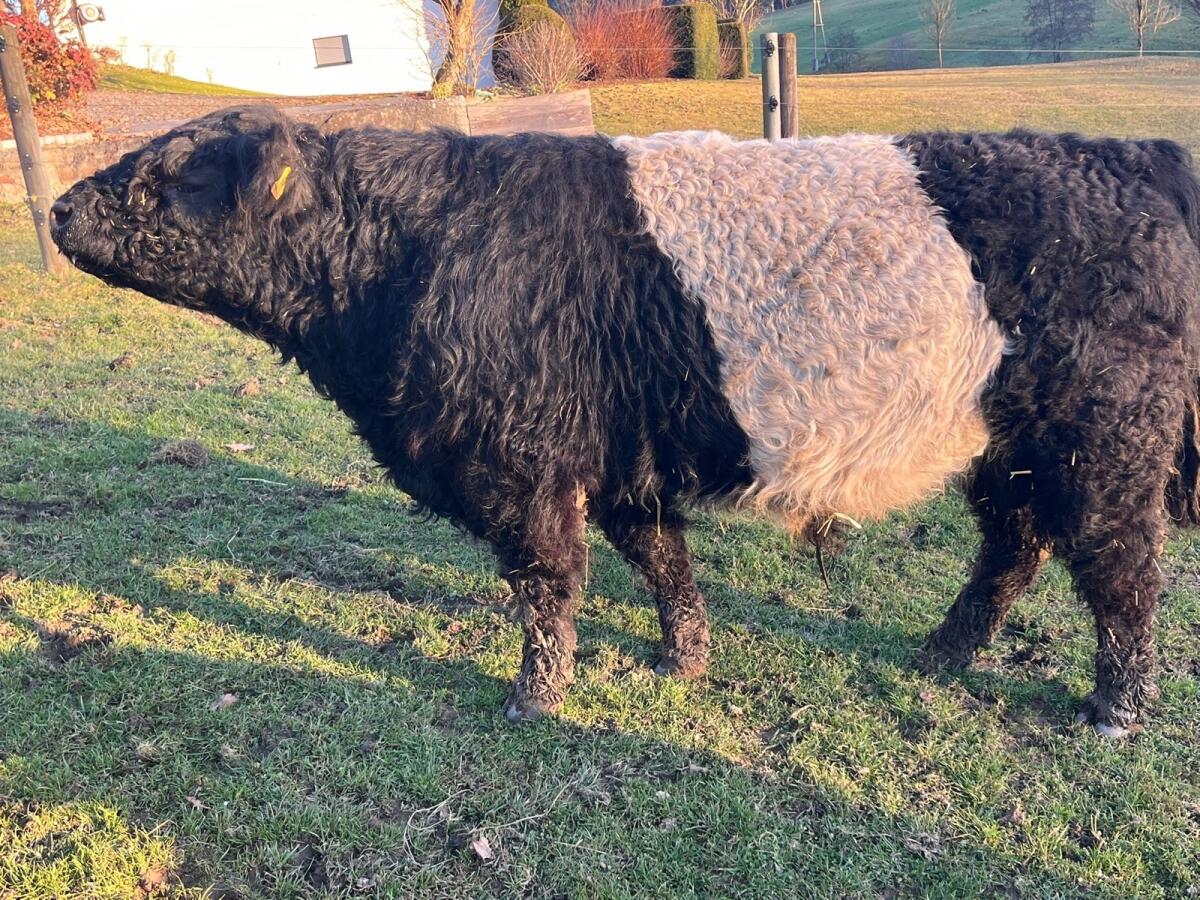 Philipp vom Kaiserhof 2