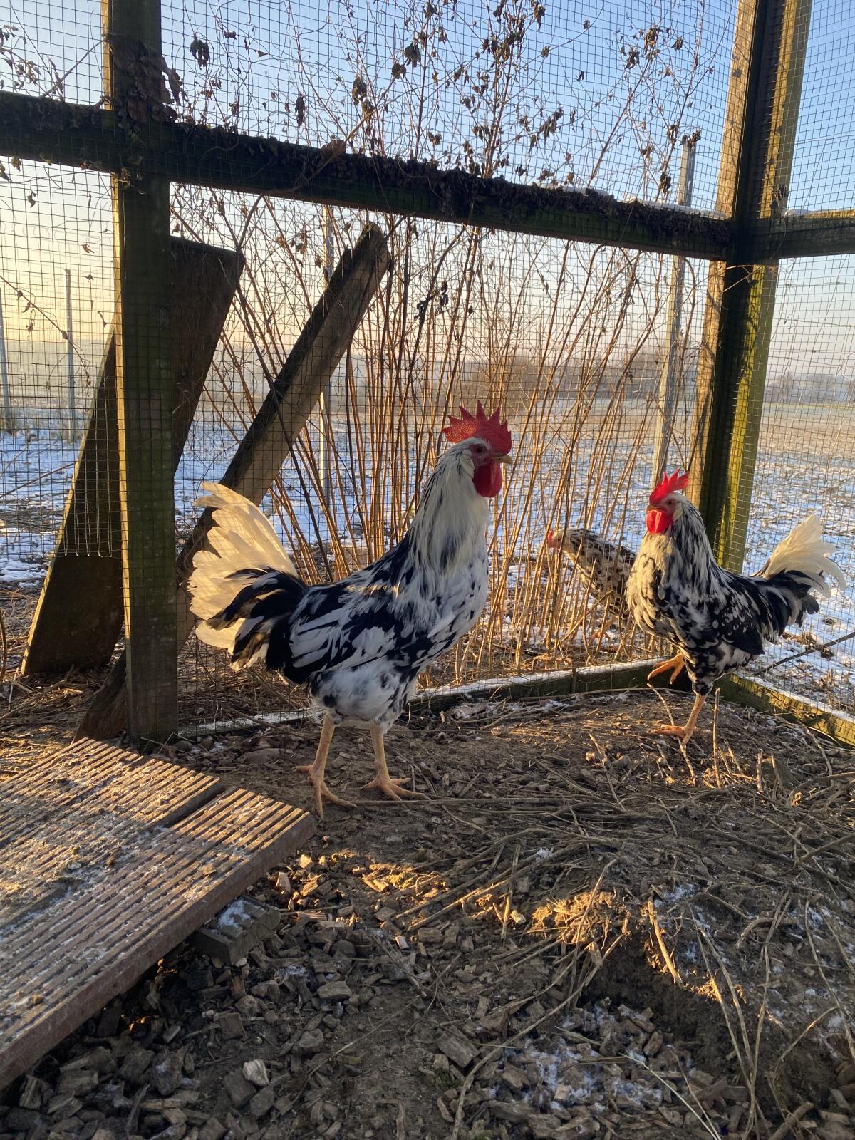 Bruteier Exchequer Leghorn 3