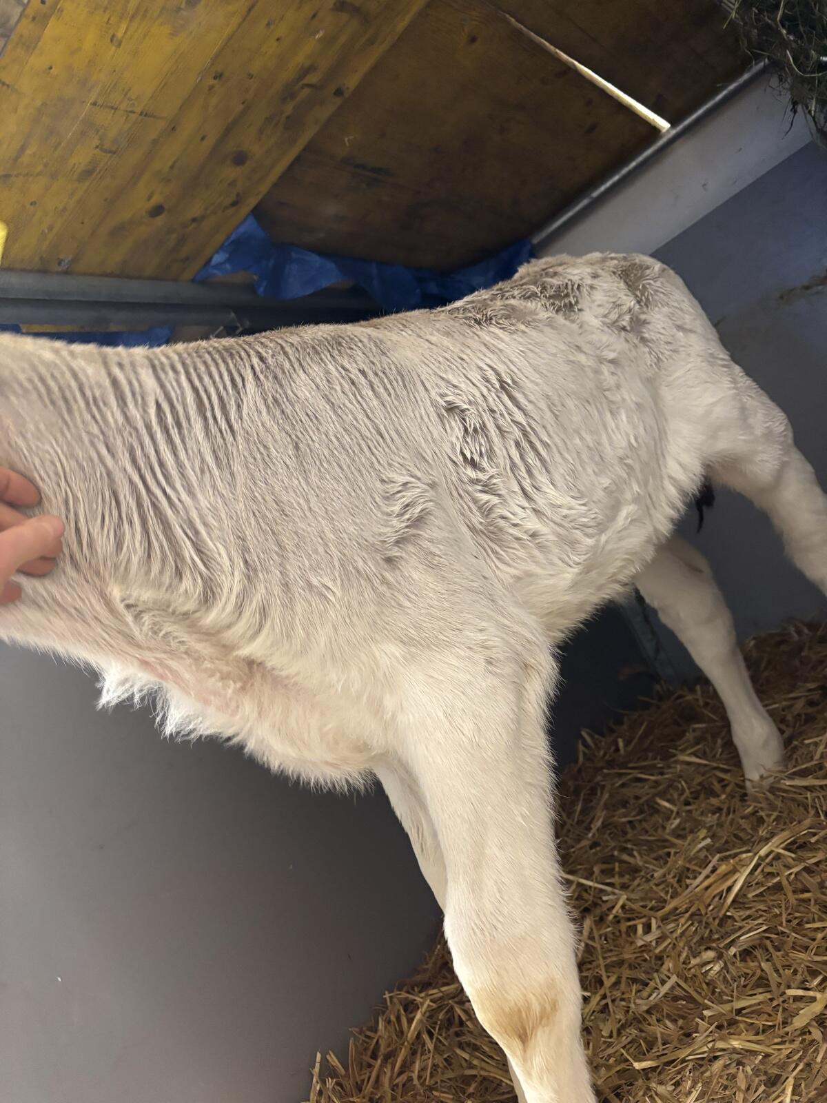 Braunvieh Zuchtkalb 3