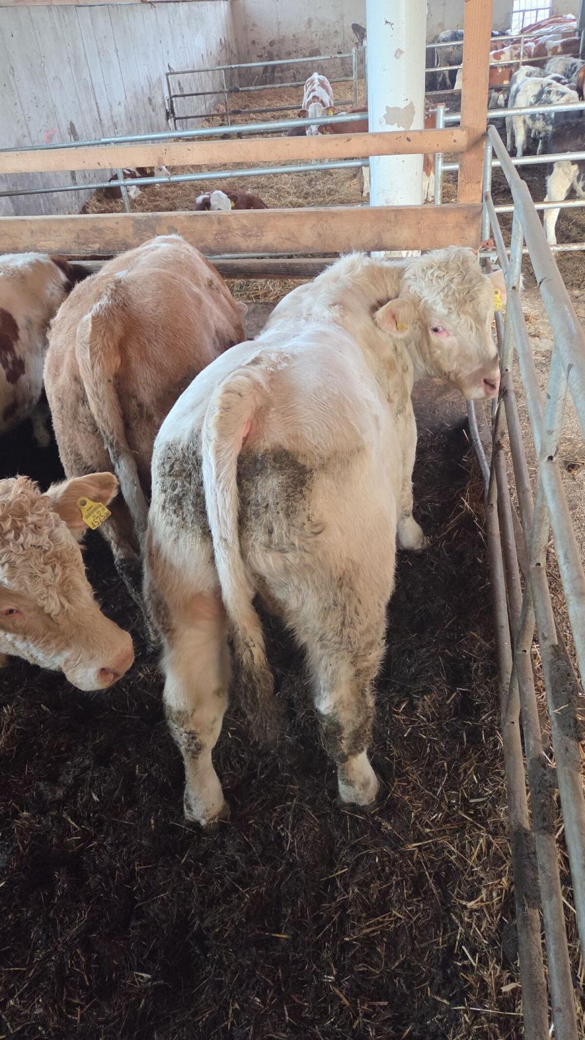 Verkaufe Reinrassige Charolais Stiere 3