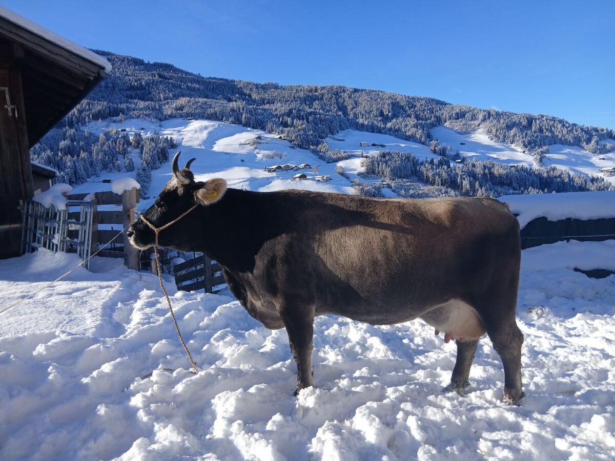 Tiroler Grauviehkuh zu verkaufen 3