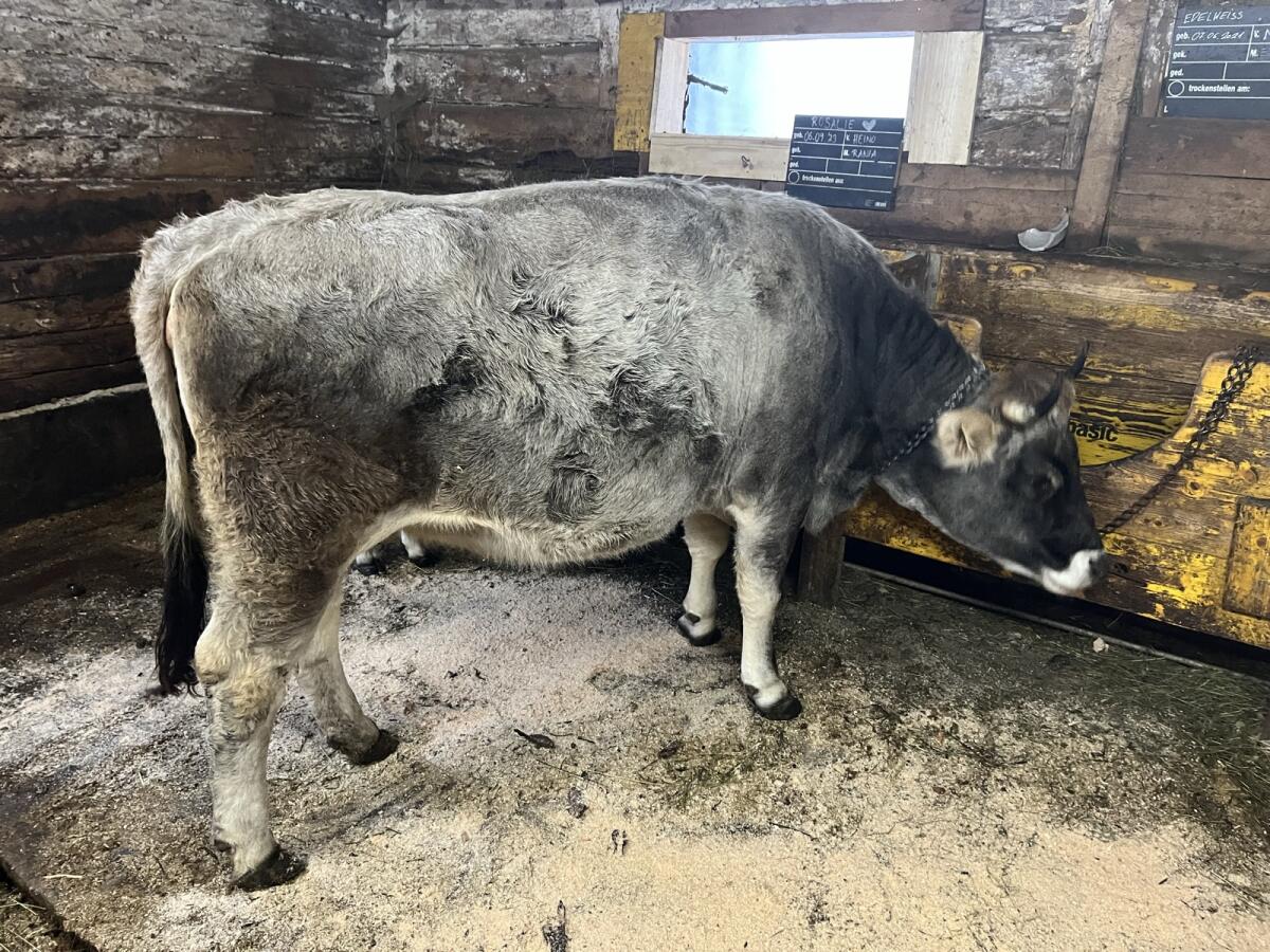 Tiroler Grauviehkalbin tragend 1