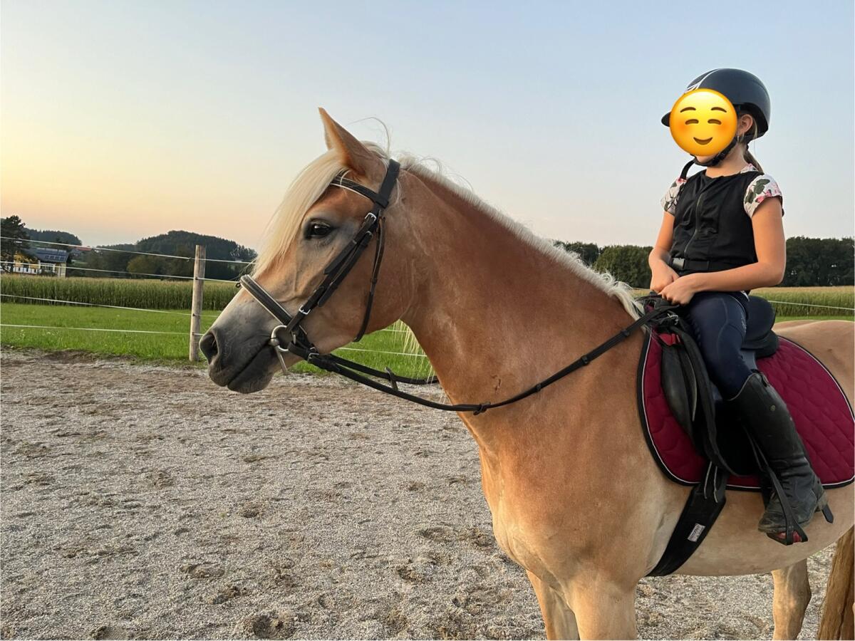 Sporliche 4jährige Haflingerstute 1