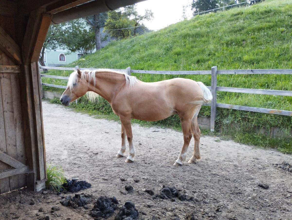 Haflinger 2