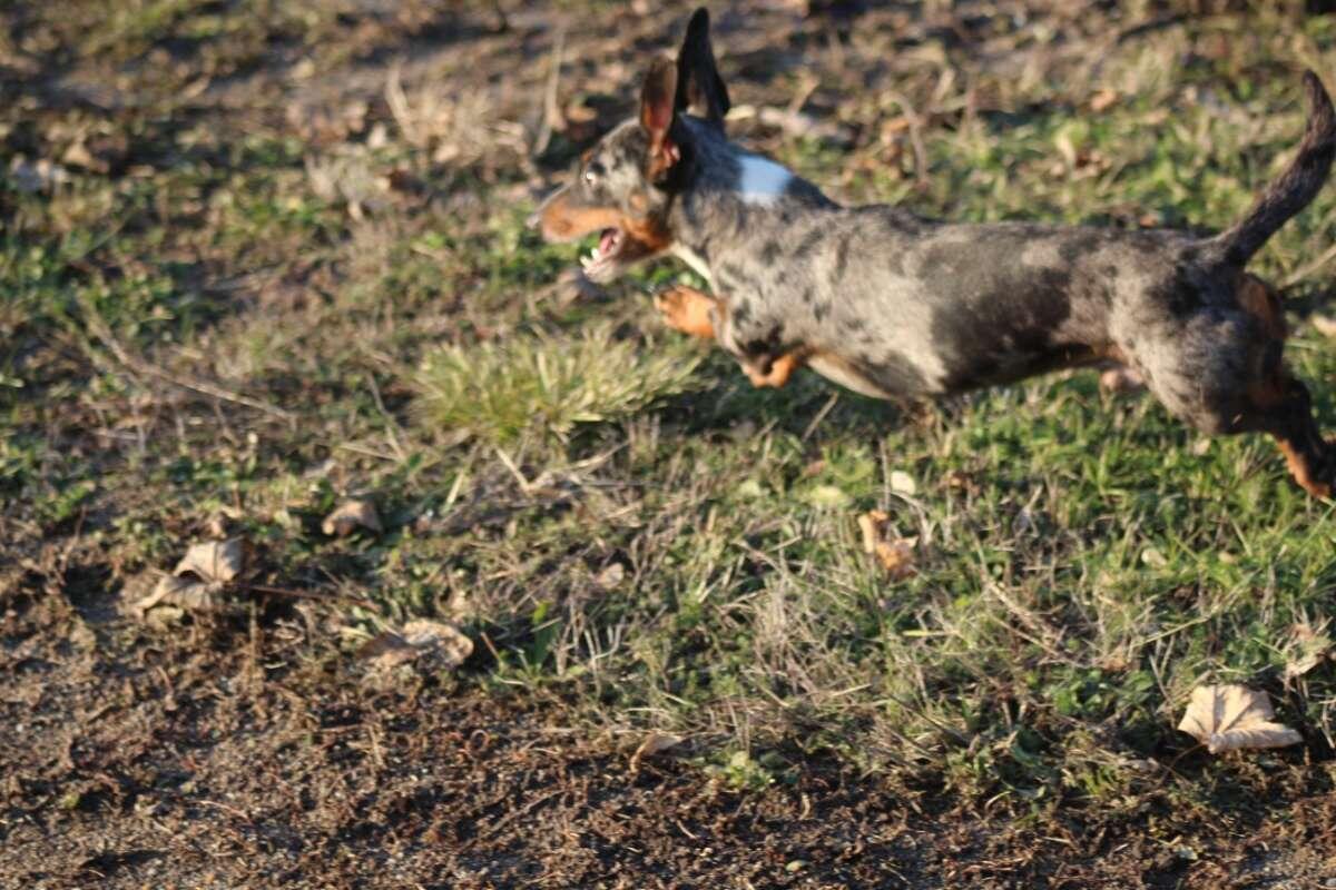 Standard Dackel suchen ihren Lebensplatz 3