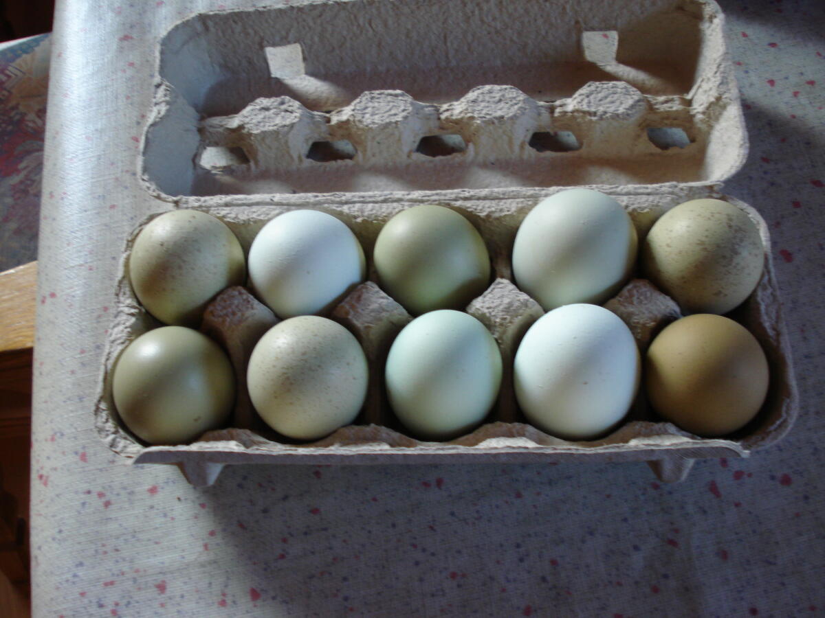 Bruteier reinrassiger Cream Legbar aus Hobbyzucht abzugeben. 1