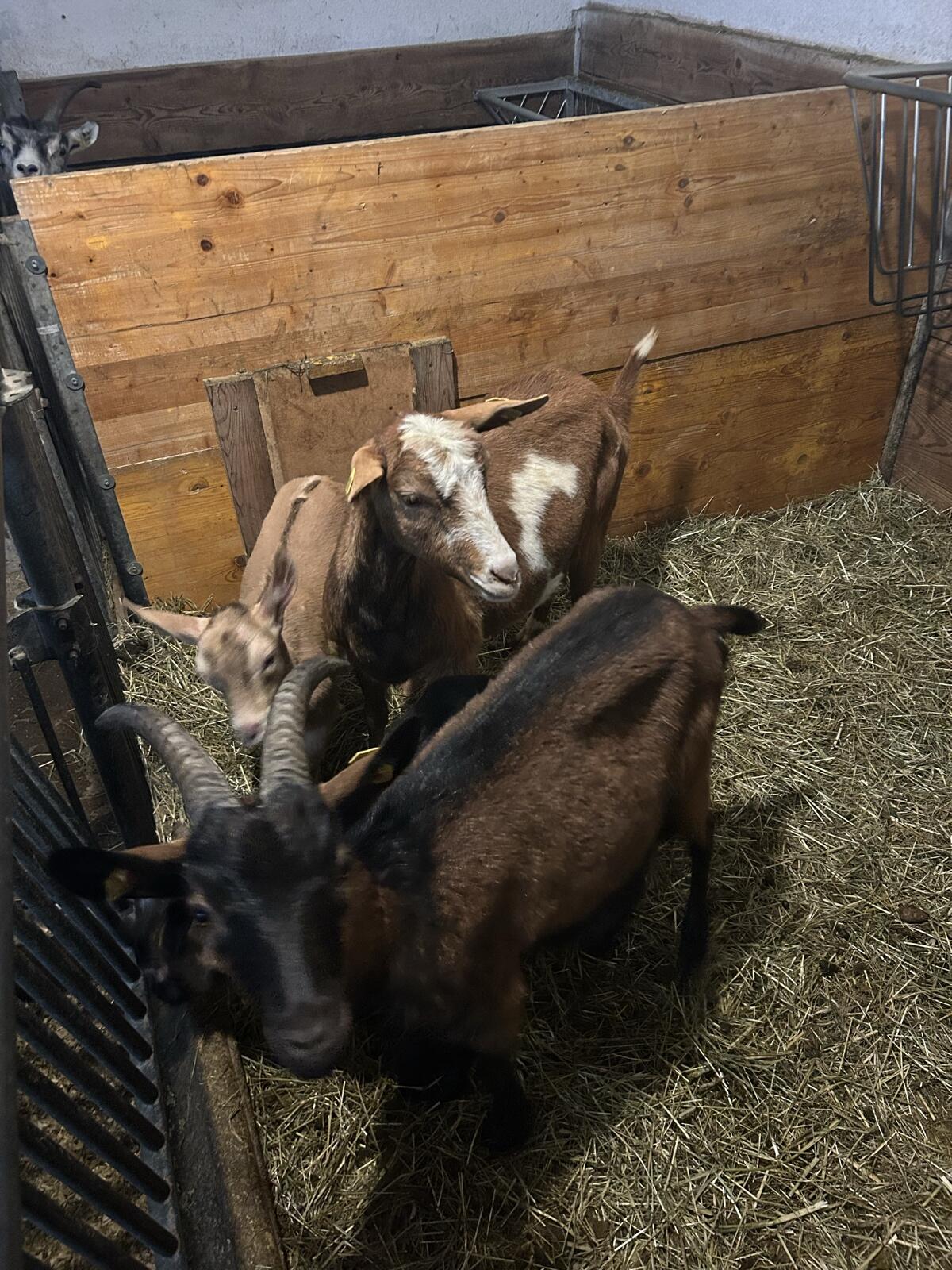 Ziegen mit Kitz zu verkaufen 1