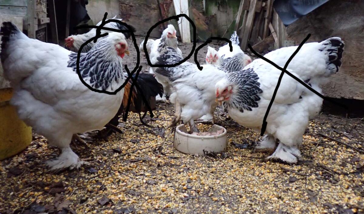 Vergebe 1:3 Brahma in Weiß-Schwarz Columbia 3