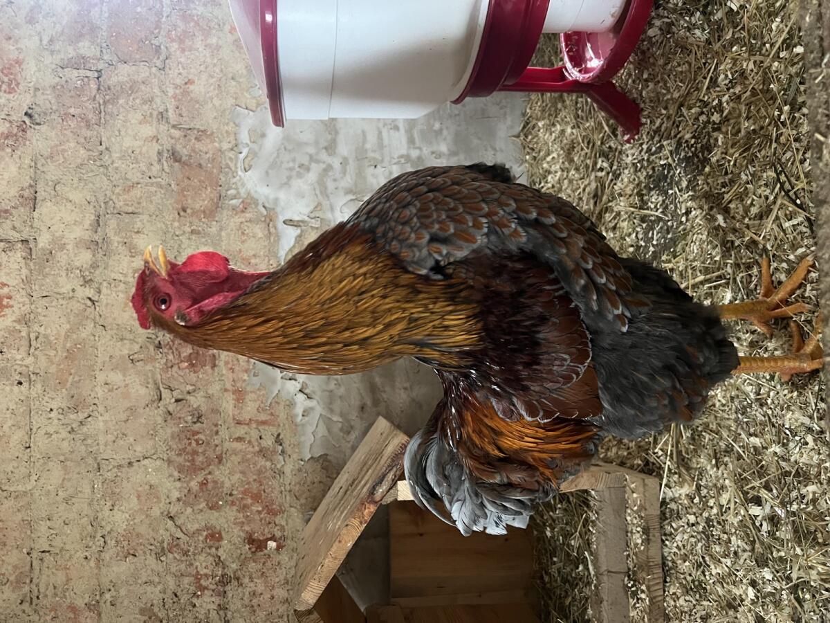 Verkaufe Wyandotten-Hahn 3