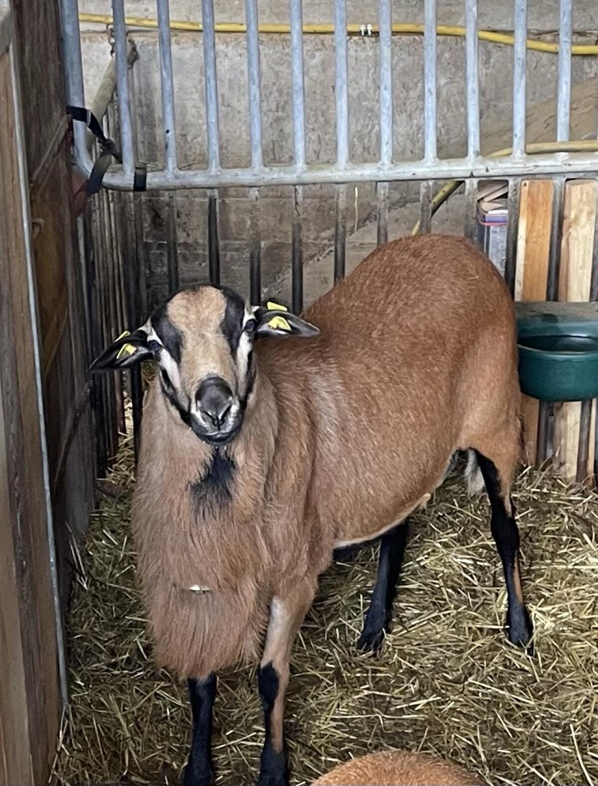 Barbados-Schaf Barbados Black Belly Schaf, Fellhaarschaf 3