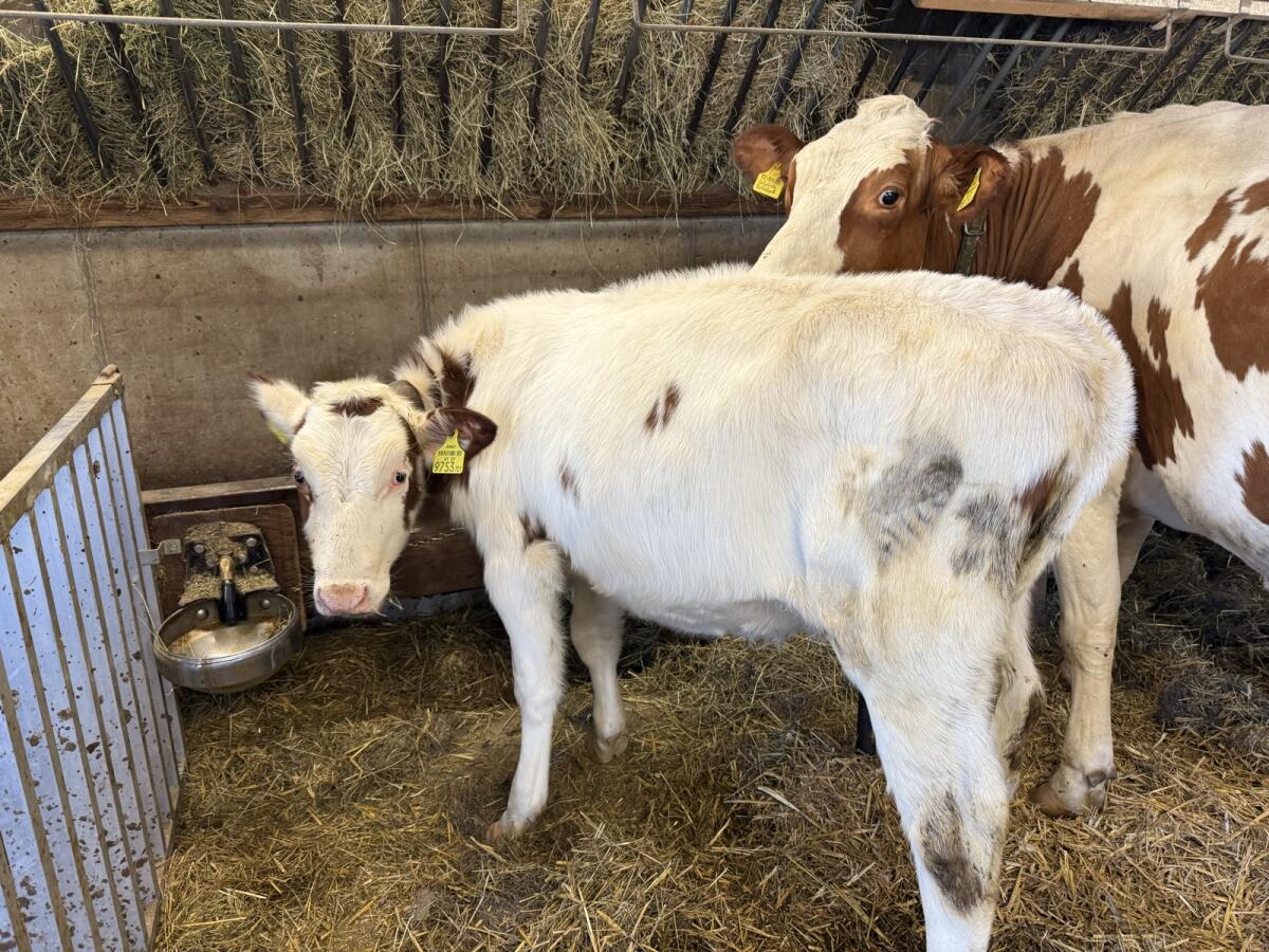 Fleckviehkalb Zuchtkalb 1