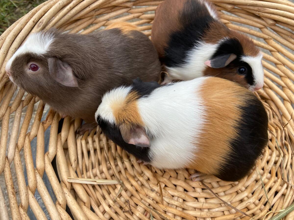 Crested Meerschweinchen 2