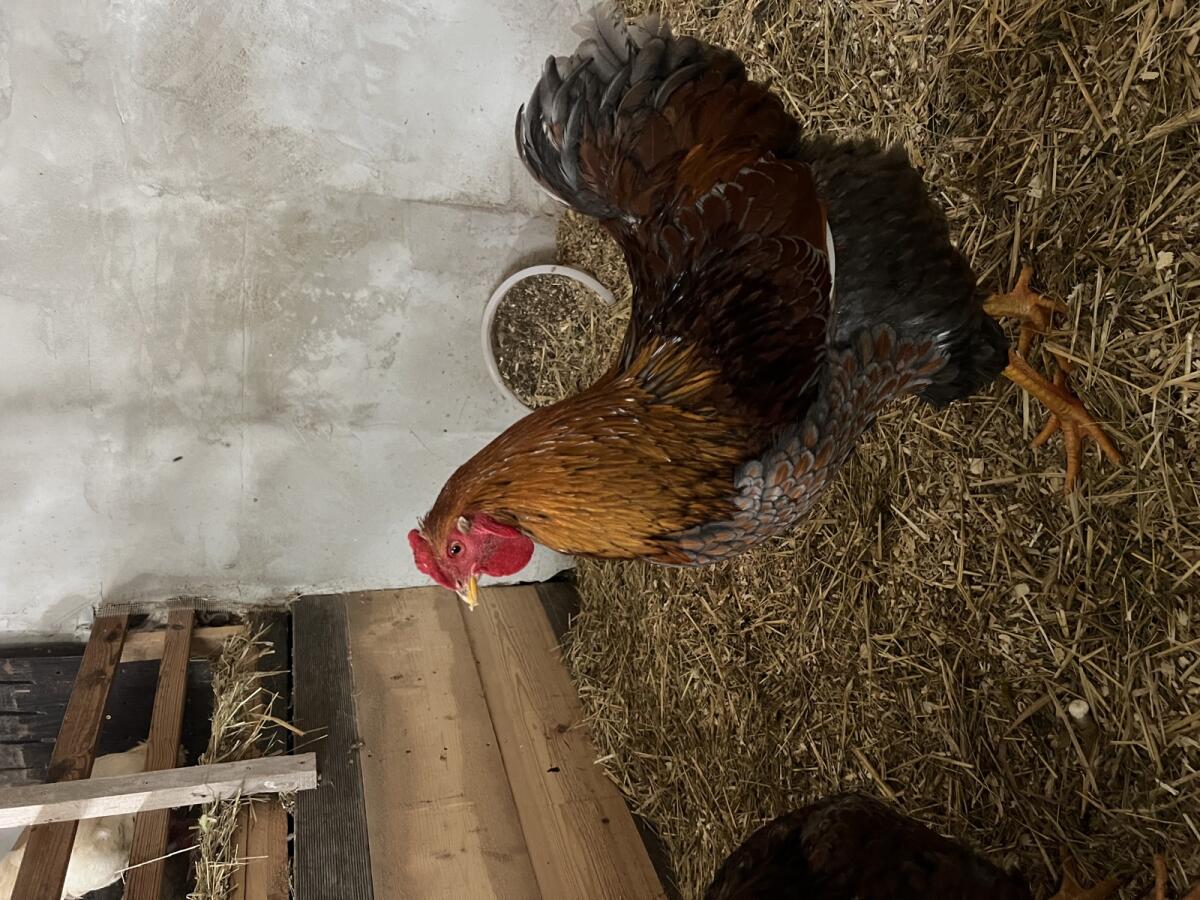 Verkaufe Wyandotten-Hahn 1