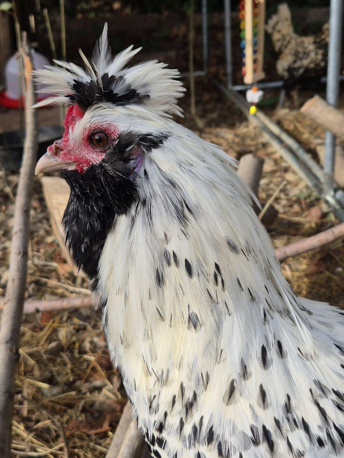 Brabanter Bauernhähne 2