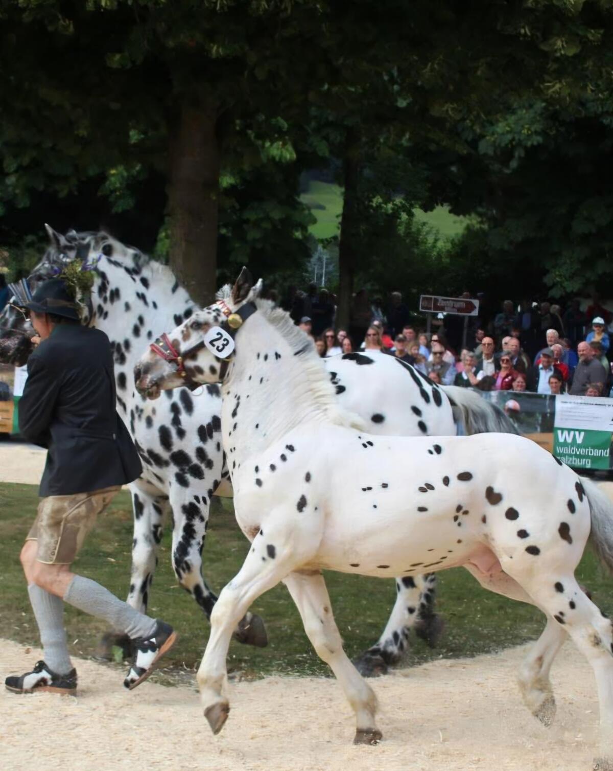 Noriker Schwarztiger Hengstfohlen 1