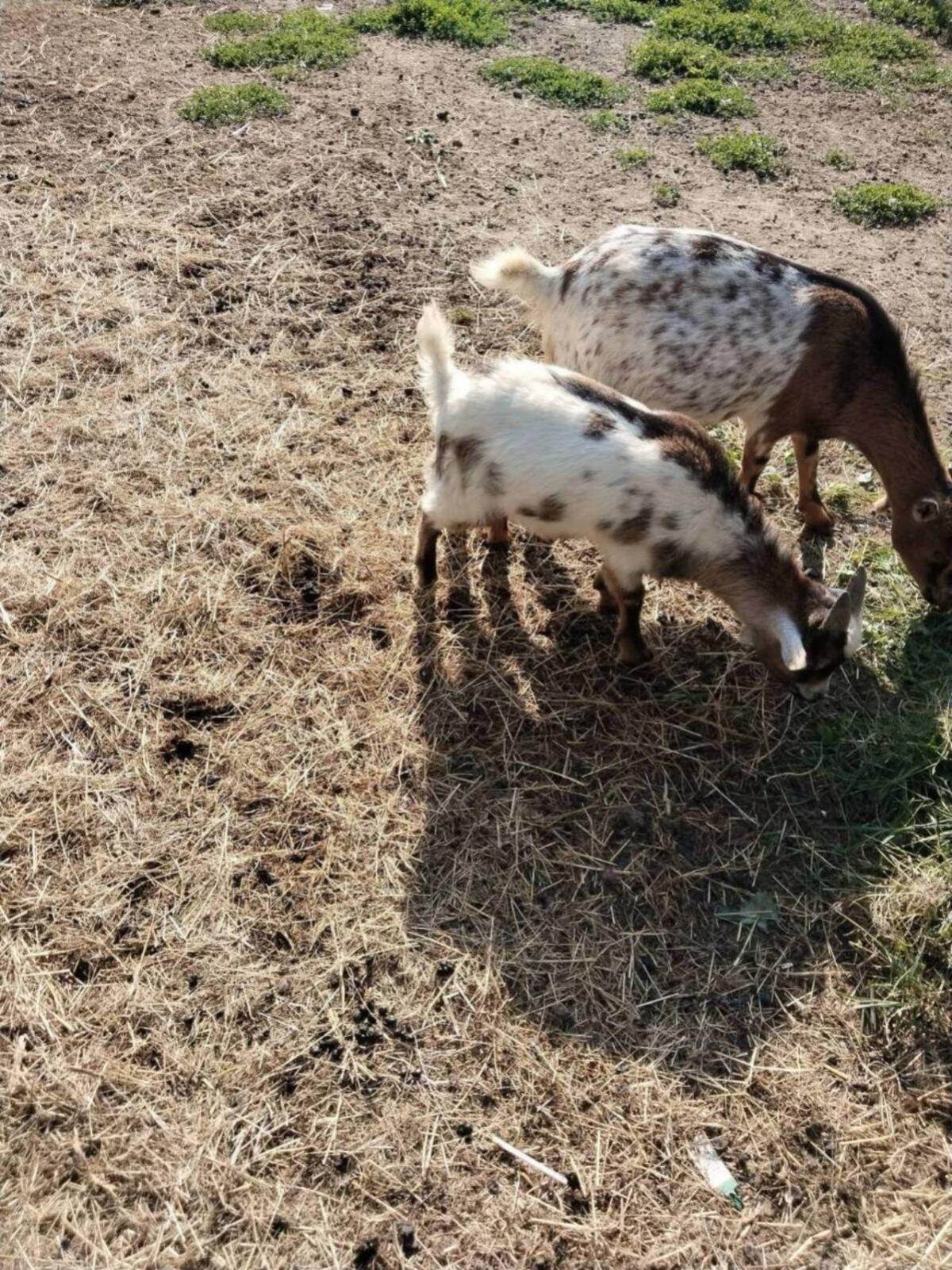 Einen Zwergziegenbock, er ist 7 Monate alt 1