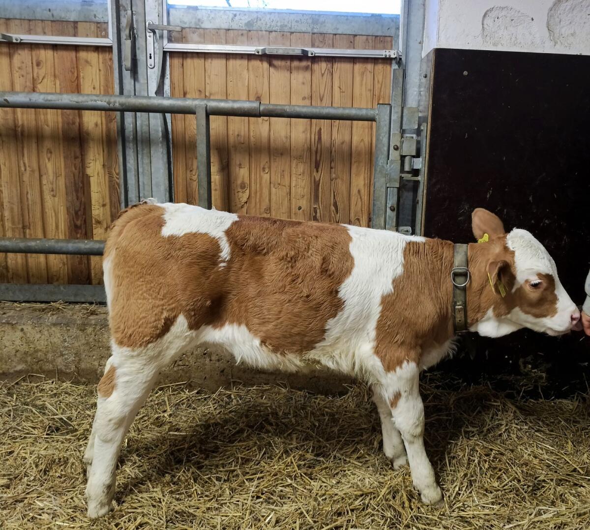 BIO Fleckvieh Kalb 1