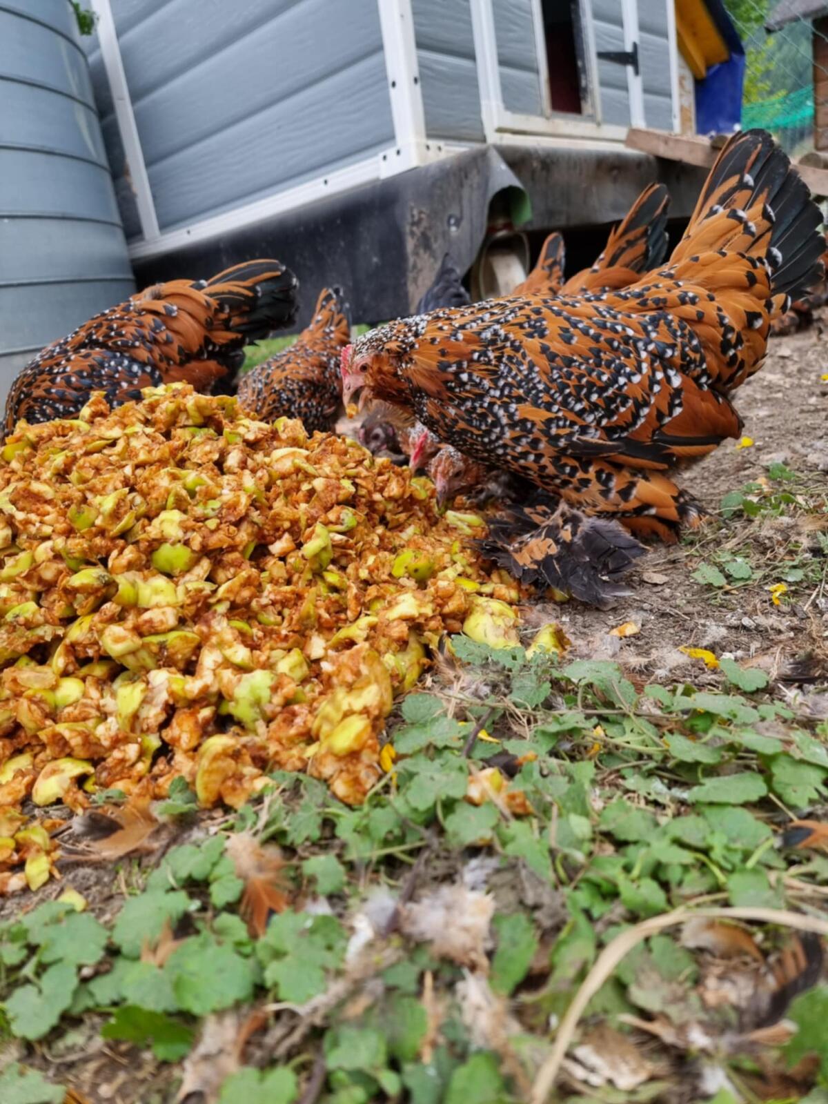 Federfüßige Zwerghühner 2