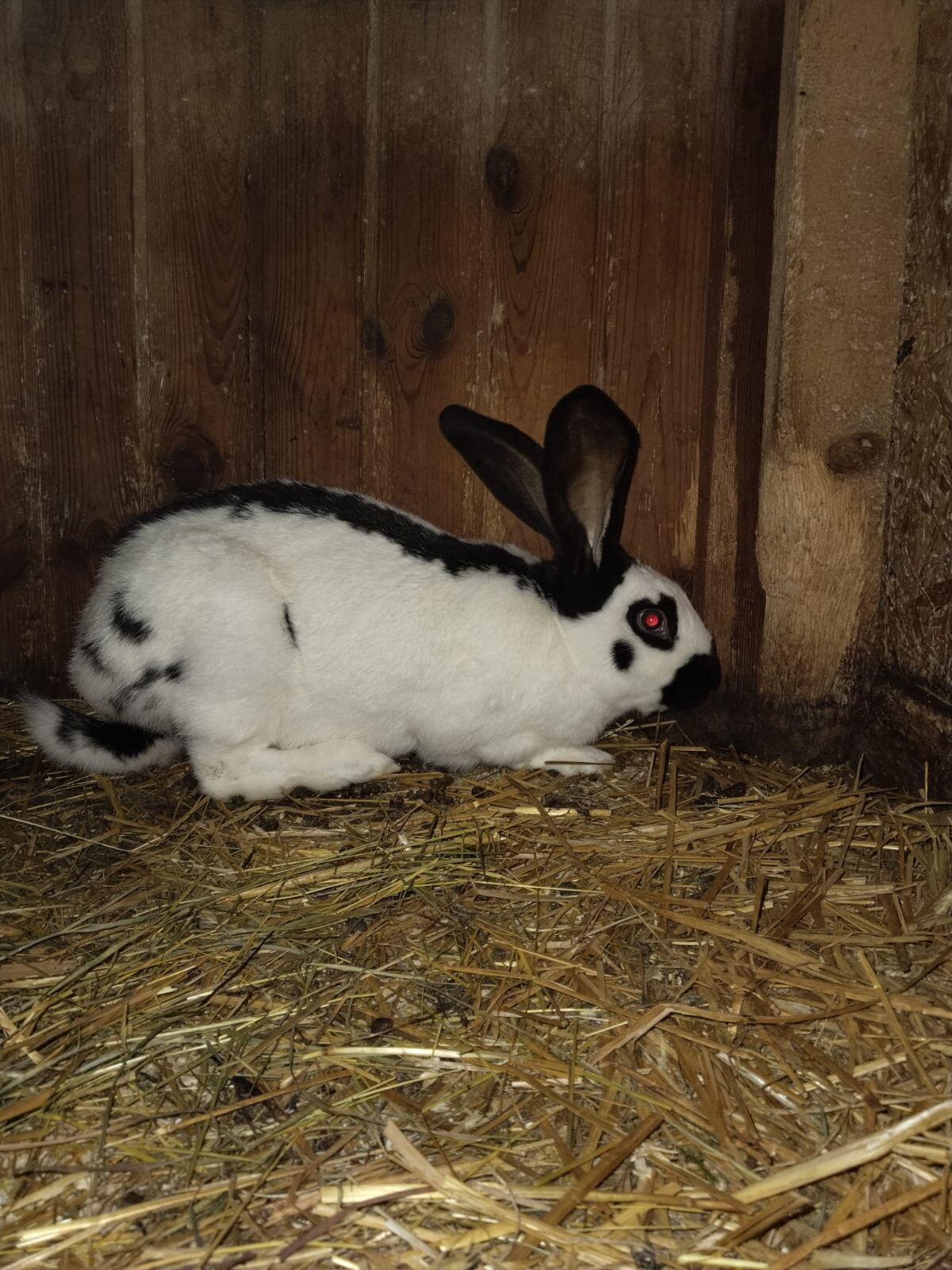 Riesenschecken Rammler 1