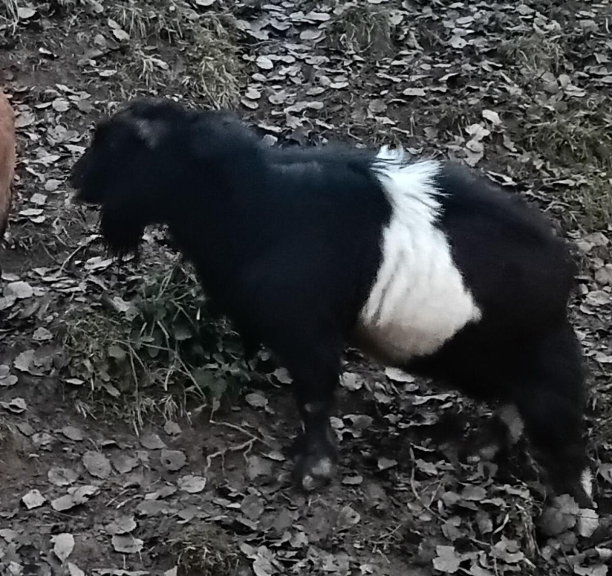 Mini-Zwergziegenbock hornlos 3