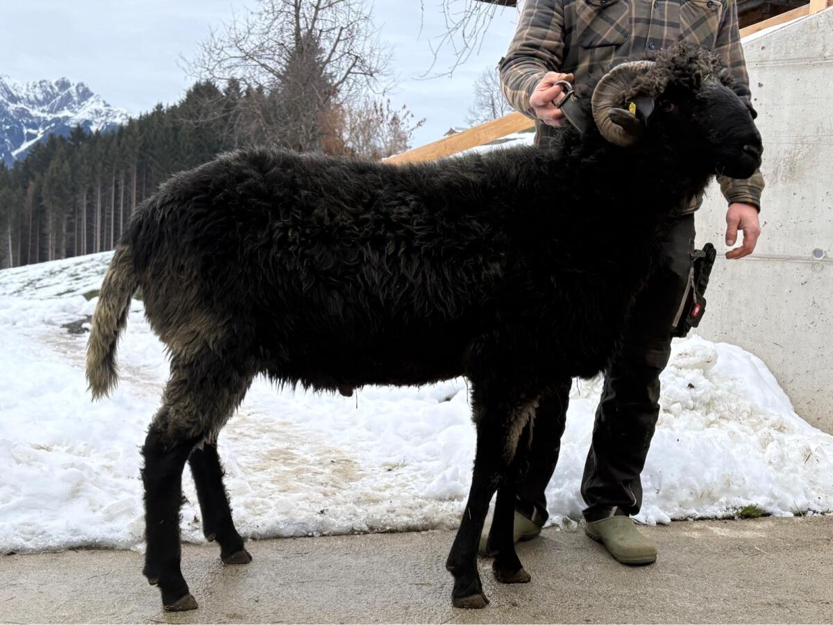 HB Tiroler Steinschaf Widder 3