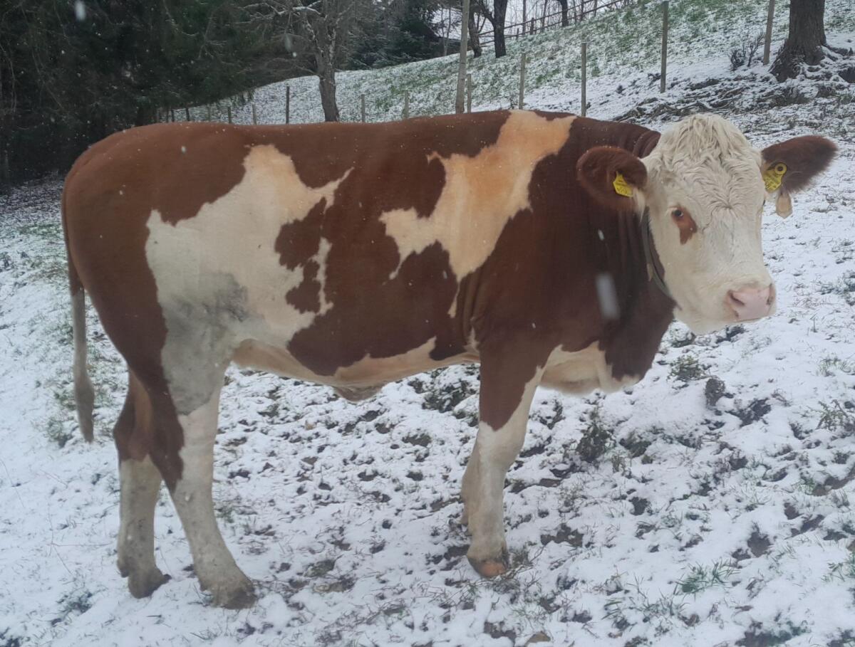 Trächtige Fleckviehkalbin 2